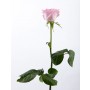 розовая роза