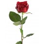Ред Наоми - королева среди красных роз.