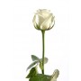 Белая роза "Акито"