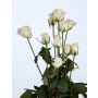 Белая роза "Акито"