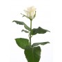 российская белая роза